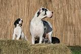 DOGUE ALLEMAND 606
